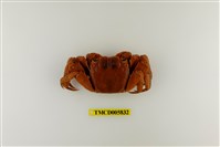 藏品(帝王仿相手蟹)的圖片